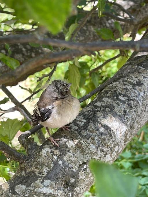 L'Ancienne Raffinerie De Tabac Villa Dernacueillette Kültér fotó